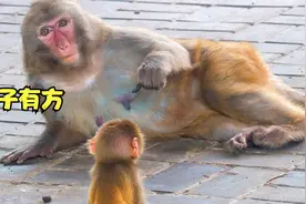 福娃成长记6：智慧猴妈育儿经验丰富，哺育福娃有妙招视频封面