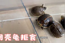 闭壳龟苗子拒食？温度合适之后是比较简单的视频封面
