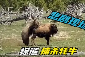 棕熊放过了牦牛，可牦牛却不停进攻棕熊，生死之战最后悲剧了视频封面