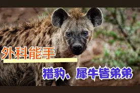 无麻醉外科狂魔—非洲二哥鬣狗现场高能画面视频封面
