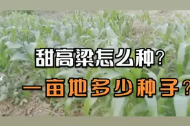 甜高粱怎么种产量高？一亩地多少种子？什么时候种好？