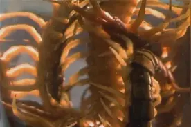 与死神共进晚餐：一小杯蜈蚣酒，竟能治疗很多种，常见的疾病