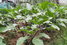 “茄子根”是个宝，农民拿它煮水泡脚厉害了，赶紧看下有啥用！视频封面