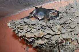 为什么老人常说，梁上的燕子窝不能打？原来是有原因的，后悔不已视频封面