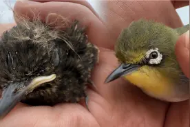 据说小鸟会把出壳第一眼看到的人当成妈妈视频封面