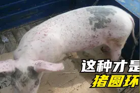 猪圆环会有这些症状，养猪人要分清，以免乱治疗！视频封面