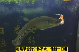 七星刀鱼的摄食方式与众不同，小菠萝的鱼鳍出现问题已经自行恢复