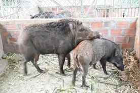 这黑山猪个头虽小却很精干，肉质肯定很不错