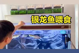 银龙鱼的日常喂食，吃得多拉的多，天天捞屎视频封面