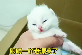 双胞胎小奶猫睁开眼啦，不是一般漂亮，小猫看到却吓得突然跑掉视频封面