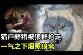 猎户猎到一头野猪，血腥味却引来狼群，野猪被抢走后怒端狼窝视频封面