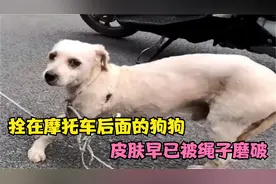小狗被主人拴在摩托车后面跑，皮肤都被绳子磨破，救助过程泪目了视频封面