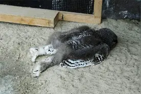 过分可爱！小猫头鹰脸趴地睡觉，居然是因为脑袋太大？视频封面