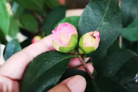 淘米水里加点它，就是有机磷钾肥，给茶花催花，不比磷酸二氢钾差视频封面