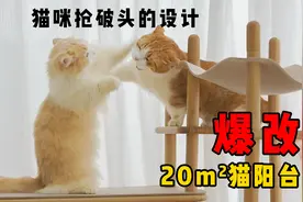 爆改20平米猫房阳台，从无猫问津到为地盘大打出手！视频封面