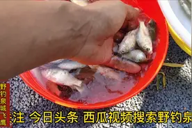 济南钓鱼哪里好？小清河。打飞铅爆连鲫鱼、翘嘴！放生泥鳅的大姐