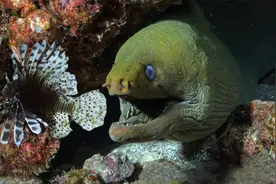 绿海鳝捕食有毒的魔鬼蓑鲉，一口吞下却被刺到吐，过程艰难又精彩视频封面