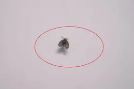 家里有小黑虫很烦人？仅需一碗它，小飞虫不再来你家，环保又省钱视频封面