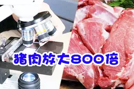 花了28块买的五花肉，显微镜下放大后，画面太壮观了视频封面