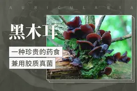 黑木耳——一种珍贵的药食兼用胶质真菌视频封面