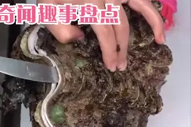 507岁世上最长寿“老蛤蜊”，在实验中，为了撬壳终结了它的生命视频封面