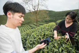 明前茶订单挤爆！商家日薪千元招采茶工，要求：手速快视频封面