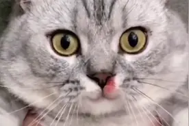 你们见过这种老色批猫吗？整天偷看美女，不仅蹭还咬人家大腿！视频封面