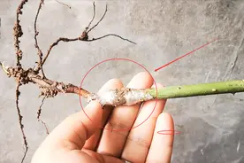 嫁接接口能不能埋土里？这个问题很重要，操作不对会导致嫁接失败