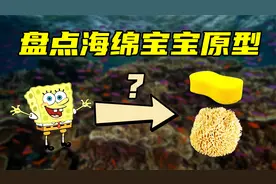 盘点海绵宝宝原型，痞老板小到看不清，海绵宝宝是不是生物海绵？视频封面