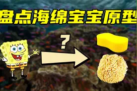盘点海绵宝宝原型，痞老板小到看不清，海绵宝宝是不是生物海绵？视频封面