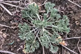农村路边常见的这种野菜，也叫护肝王，赶快挖些回家储存起来吧