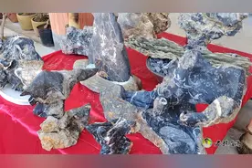路边奇石花盆应该栽种什么植物？网友：最好看栽培环境！视频封面