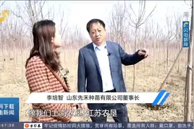 德州：高秆海棠树苗太火爆，市场紧俏供不应求，种植户订单量激增视频封面