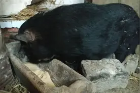 这只大黑猪，守着一个大猪槽子，干料吃得真带劲，太香了