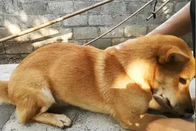 田园犬身上蜱虫大爆发，一口气抓了10几只，没想到鱼也很爱吃视频封面