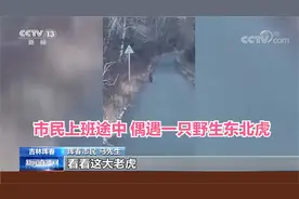 真拦路虎！市民上班途中偶遇一只野生东北虎视频封面