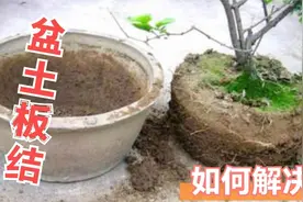 盆土板结不用愁？花盆里倒一碗，不换土不换盆，硬土立马松软透气视频封面