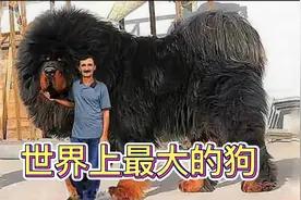 世界上最大的狗，体型超乎你的想象，藏獒是中国的骄傲视频封面