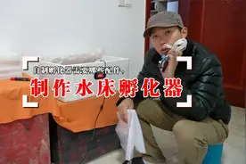 自制水床孵化器孵化鹌鹑蛋，这些配件你都准备好了吗？视频封面