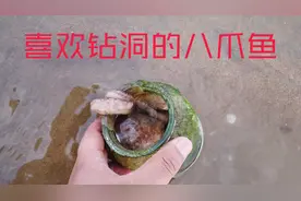 八爪鱼有见洞就钻的习性，老渔民用这个方法捉，简单高效