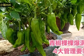 楼顶种菜：青椒挂果多的4大管理要领，学会了，青椒棵棵爆满视频封面