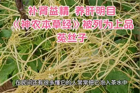 补肾益精养肝明目《神农本草经》被列为上品的植物“菟丝子”视频封面