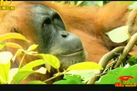 纪录片：假如动物灭绝了- 红毛猩猩视频封面