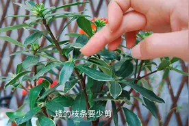 金边瑞香开败这样剪，新枝多又壮，株型还很好看！视频封面