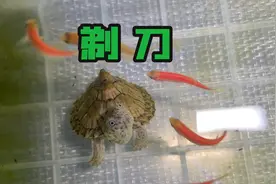 皮实好养人气超高的蛋龟：剃刀龟饲养简介视频封面