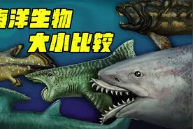 最大的海洋生物你知道吗？对比海洋生物，远比你想象中的大！视频封面