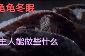给龟清肠了半个月，温度回升，还需要喂龟吗？视频封面