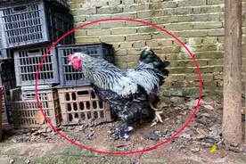 老乡养了2只鸡，一只长到20斤，小伙表示头一次见，拍给大家看看