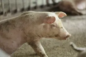 原来病猪是这样处理的，“黑心”老板真坑，爱吃肉的朋友注意了视频封面