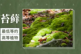 苔藓——最低等的高等植物视频封面